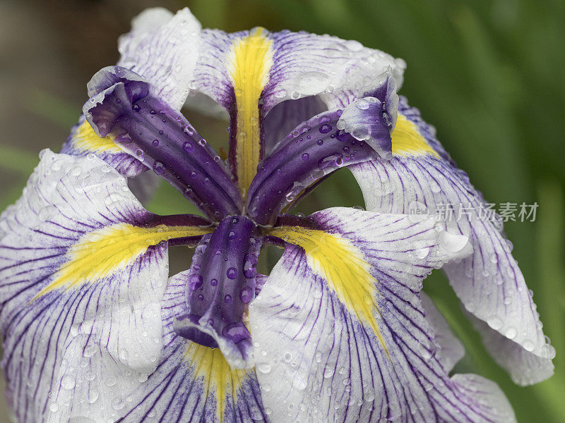 特写Iris Top波特兰日本花园俄勒冈州波特兰